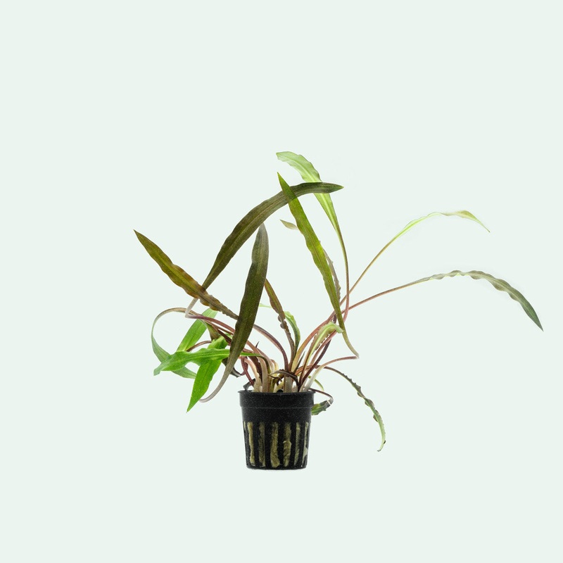 Cryptocoryne Spiralis Tiger