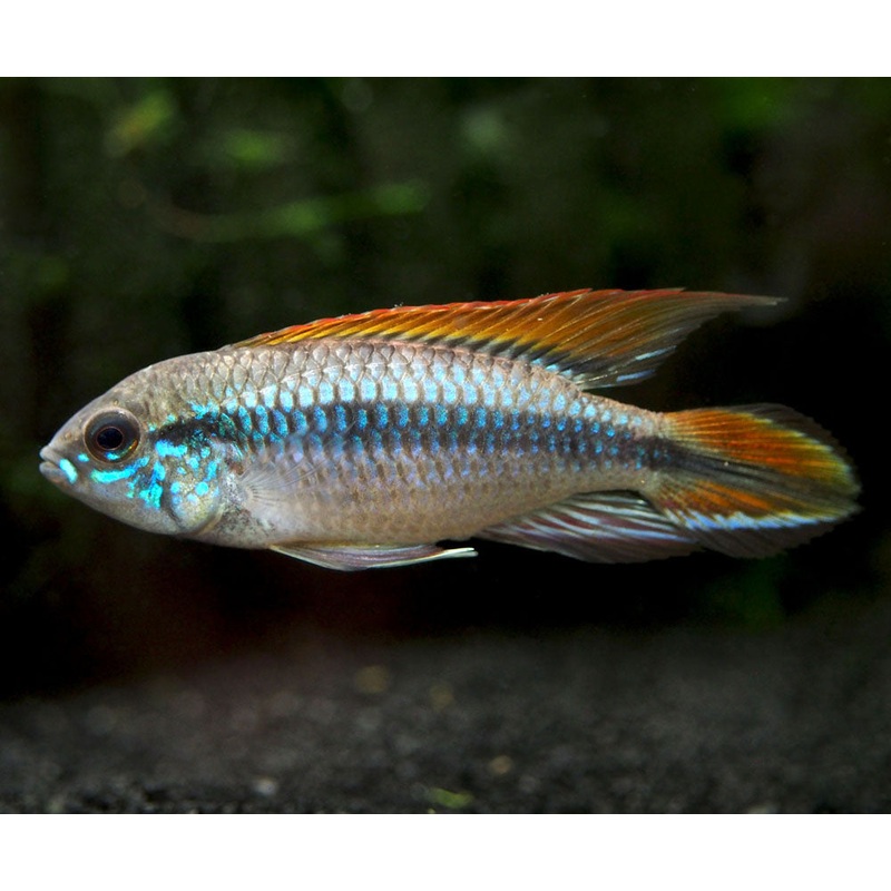 Double Red Agassizi’s Dwarf Cichlid (Apistogramma cf. agassizii) – TANK-BRED!!!
