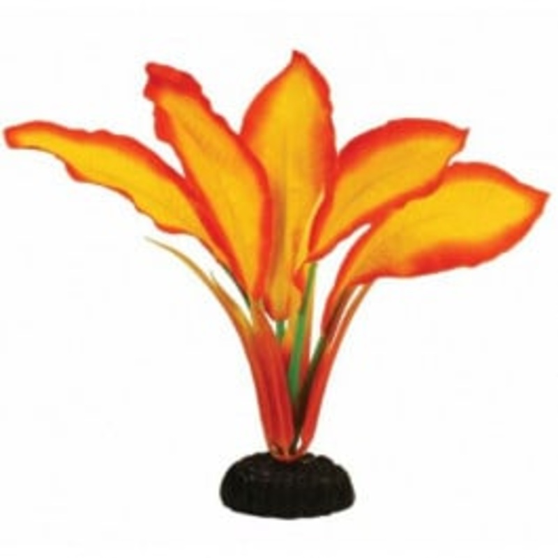 Hugo Kamishi Corymbosa Sunset