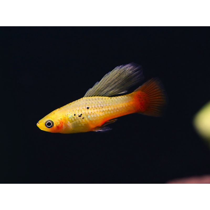 Malibu Hi-Fin Sunset Platy (Xiphophorus maculatus)  Locally Bred
