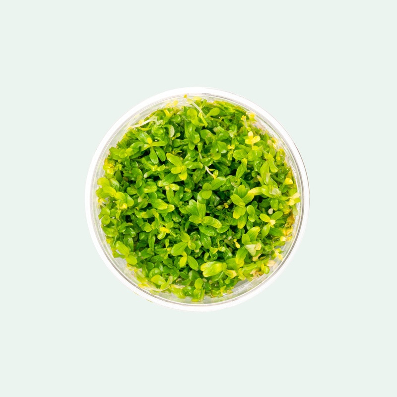 Rotala Manipurensis Tissue Culture
