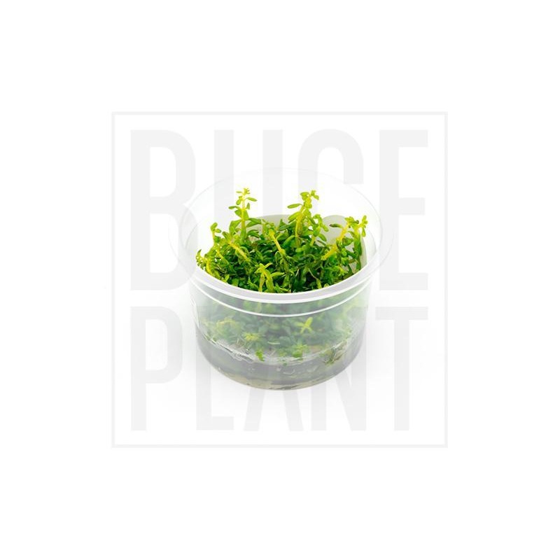 Rotala Rotundifolia Aquatic Farmer Tissue Culture