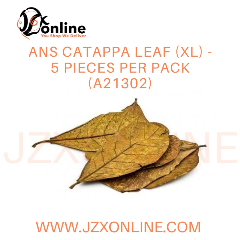 ANS Catappa Leaf (XL) – 5 pieces per pack (A21302)