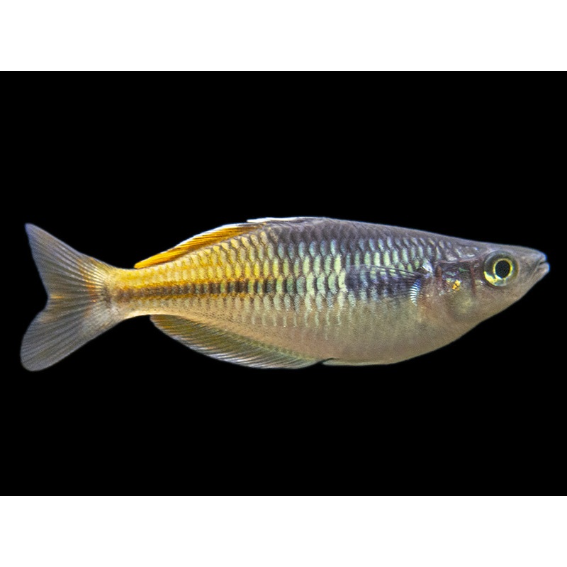 Boeseman’s AKA Boesemani Rainbowfish (Melanotaenia boesemani), Tank-bred