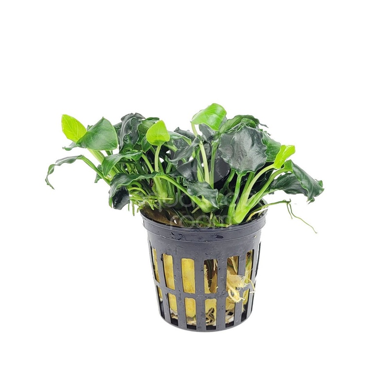 Dennerle Anubias nana Mini Kirin