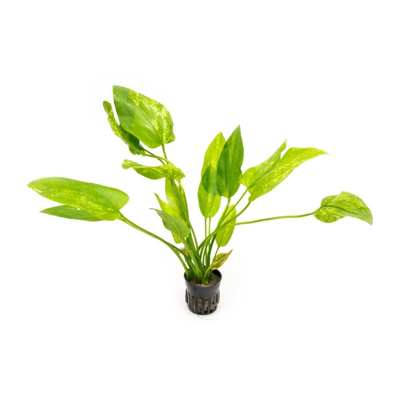 Echinodorus Marble Queen