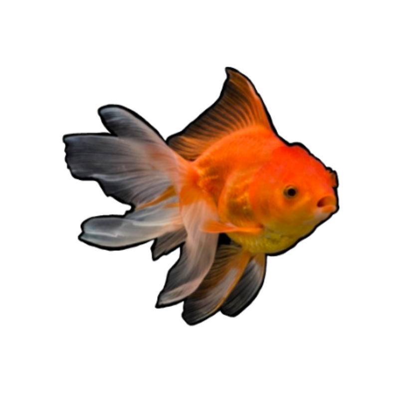 Fancy Goldfish