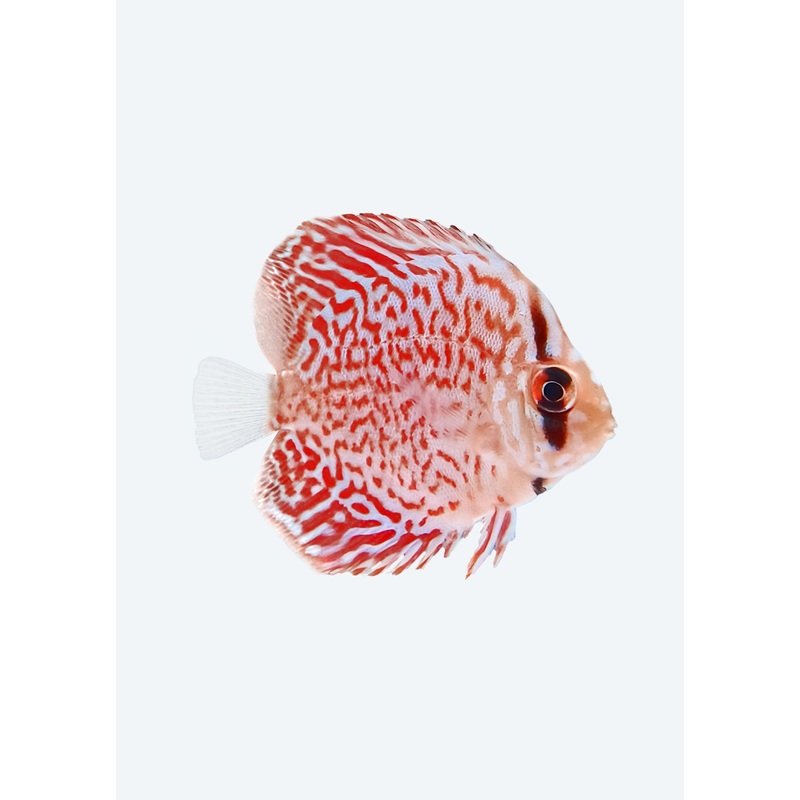 Maze Leopard Discus