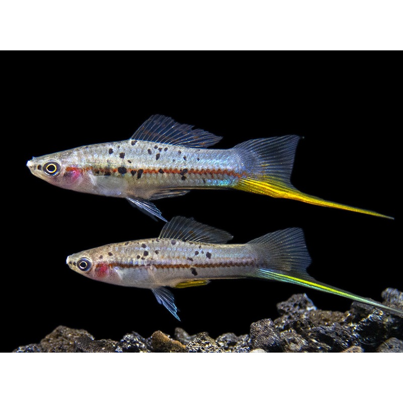 Montezuma Green Swordtail (Xiphophorus montezumae), Tank-Bred