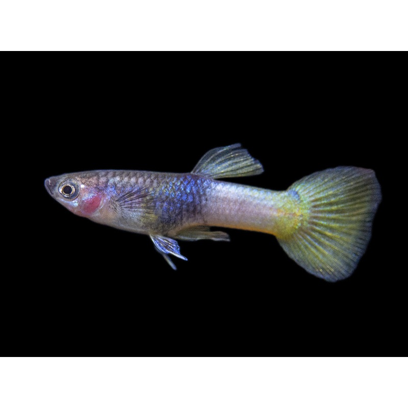 Pingu Guppy (Poecilia reticulata var. Pingu), Males and Females, Tank-Bred!