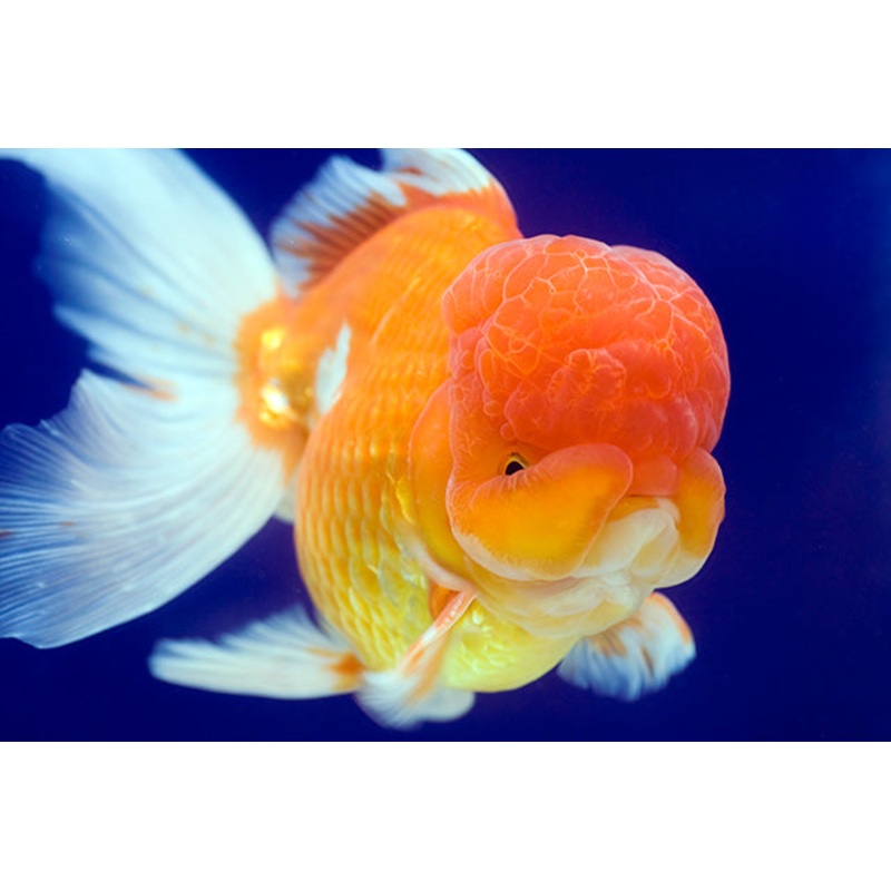 Lionhead Oranda 15cm