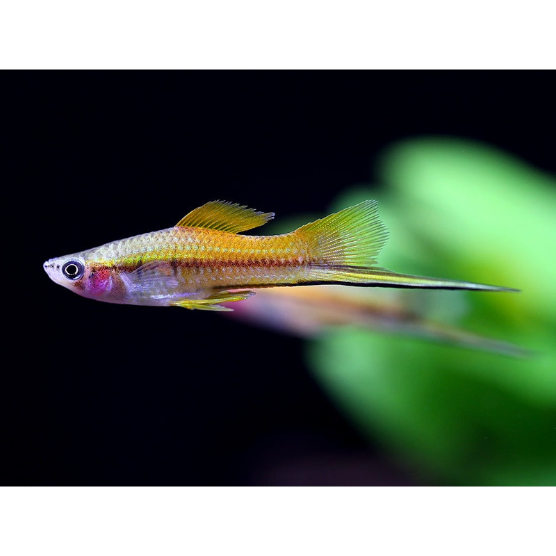 Marigold Swordtail (Xiphophorus hellerii)  Tank-Bred