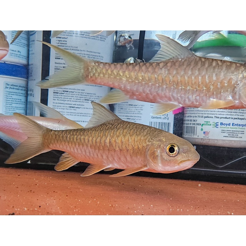 * Other Species * Neolissocheilus soroides (Green Mahseer) 16-18cm