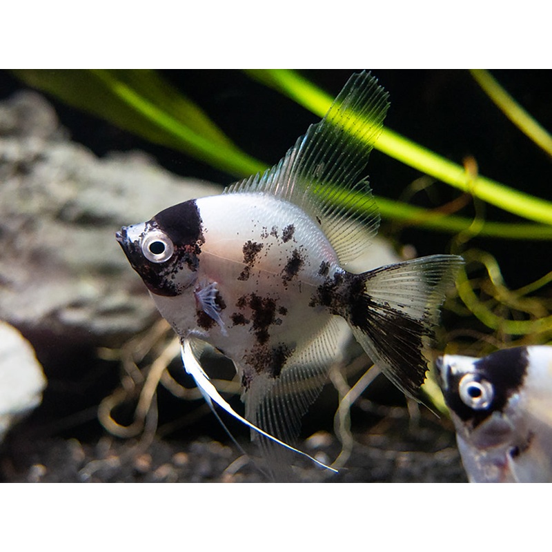 Panda Angelfish (Pterophyllum scalare – variant), USA Bred