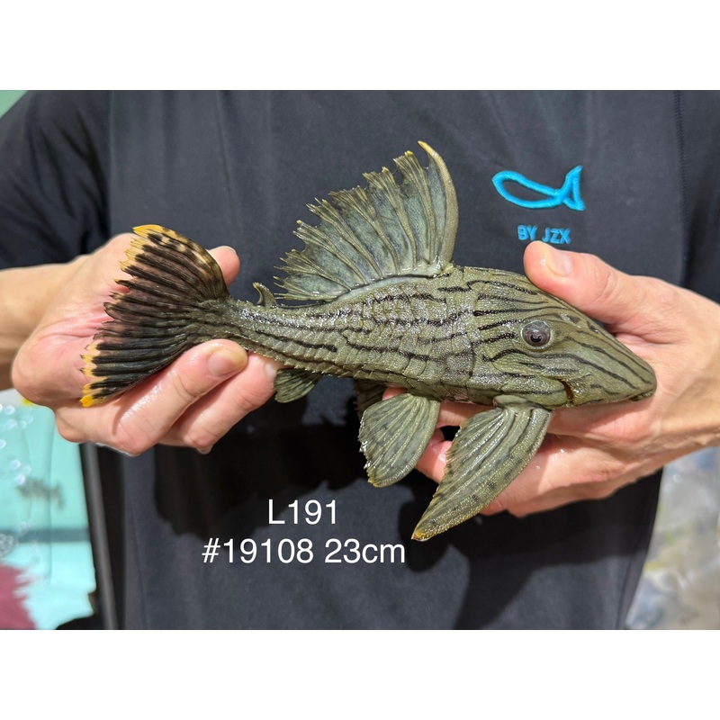 * Pleco *  Panaque nigrolineatus (L191) 23cm #19108 (Actual piece)