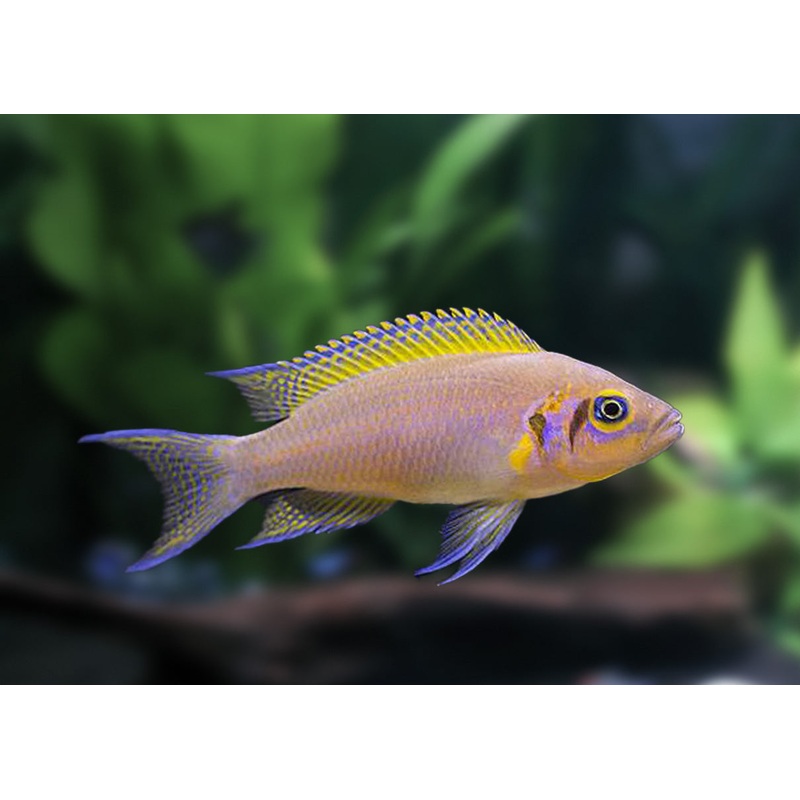 Princess Cichlid – Daffodil