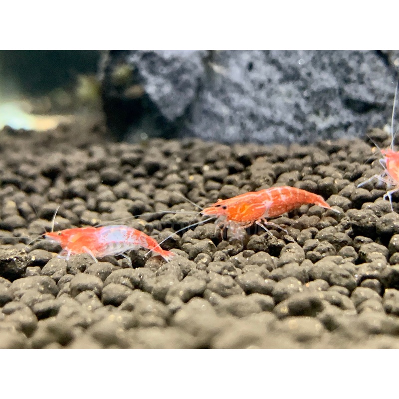 * Shrimps * Red Rili Shrimps (10 pieces)