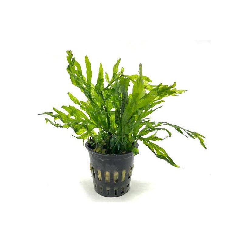 African Water Fern / Bolbitis Heudelotii