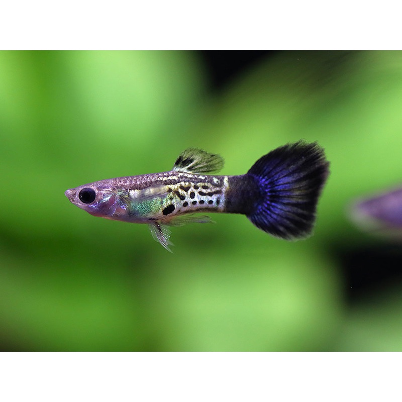 Blue Cobra Guppy (Poecilia reticulata)  Tank Bred