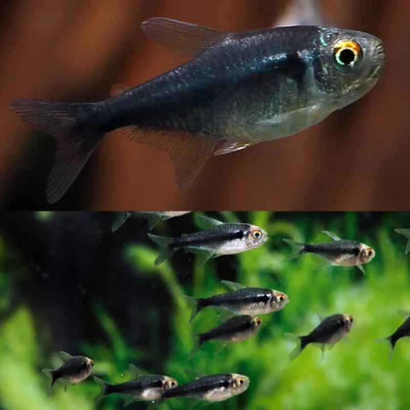 Diamond Head Black Neon Tetra
