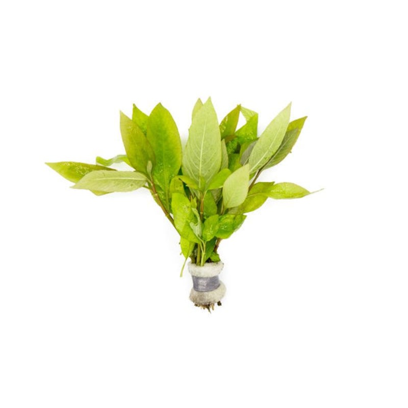 Dwarf Nomaphila Siamensis (Hygrophila Corymbosa Compact)