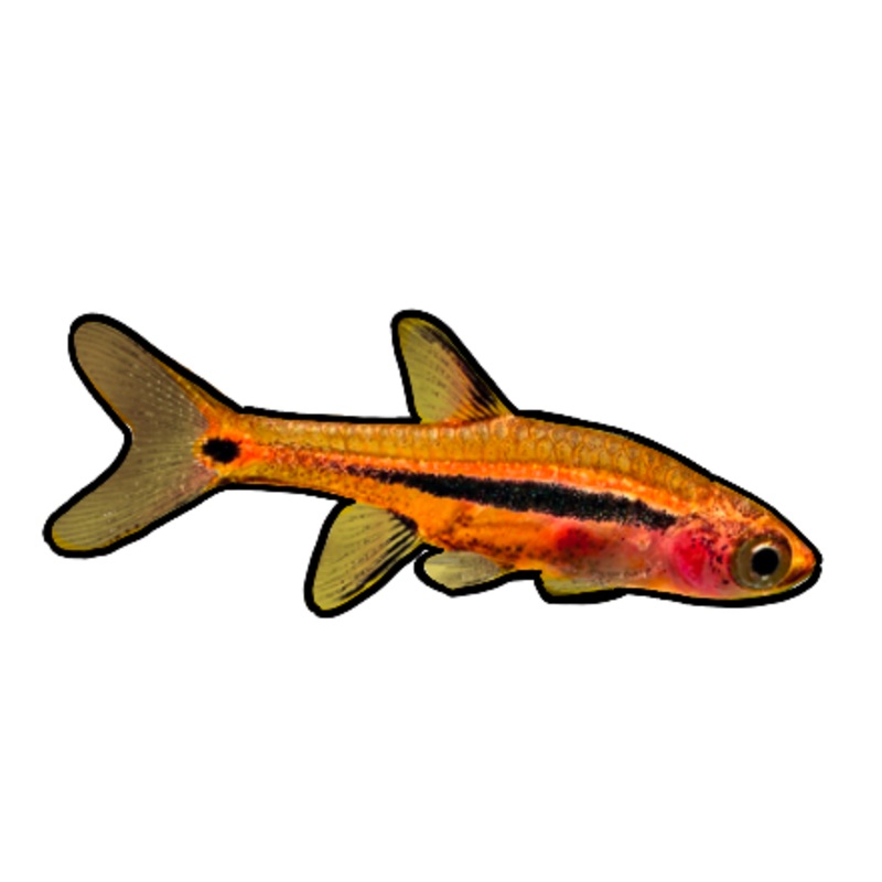 Exclamation Point Rasbora
