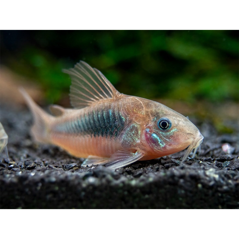 Red Aeneus Cory Catfish (Corydoras aeneus), TANK-BRED!!!