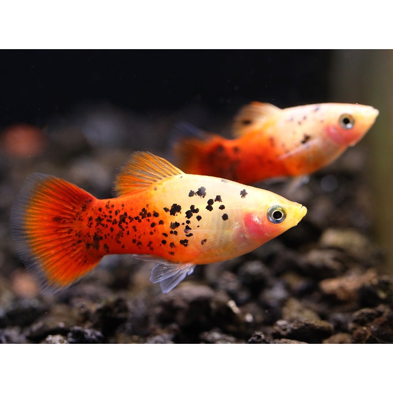 Red Crystal Platy (Xiphophorus maculatus)   Locally Bred