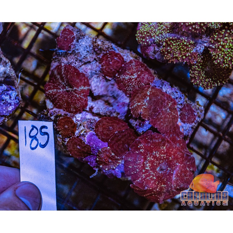 WYSIWYG 185 Mushroom