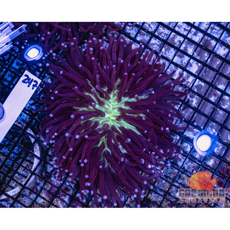 WYSIWYG 247 LT Plate