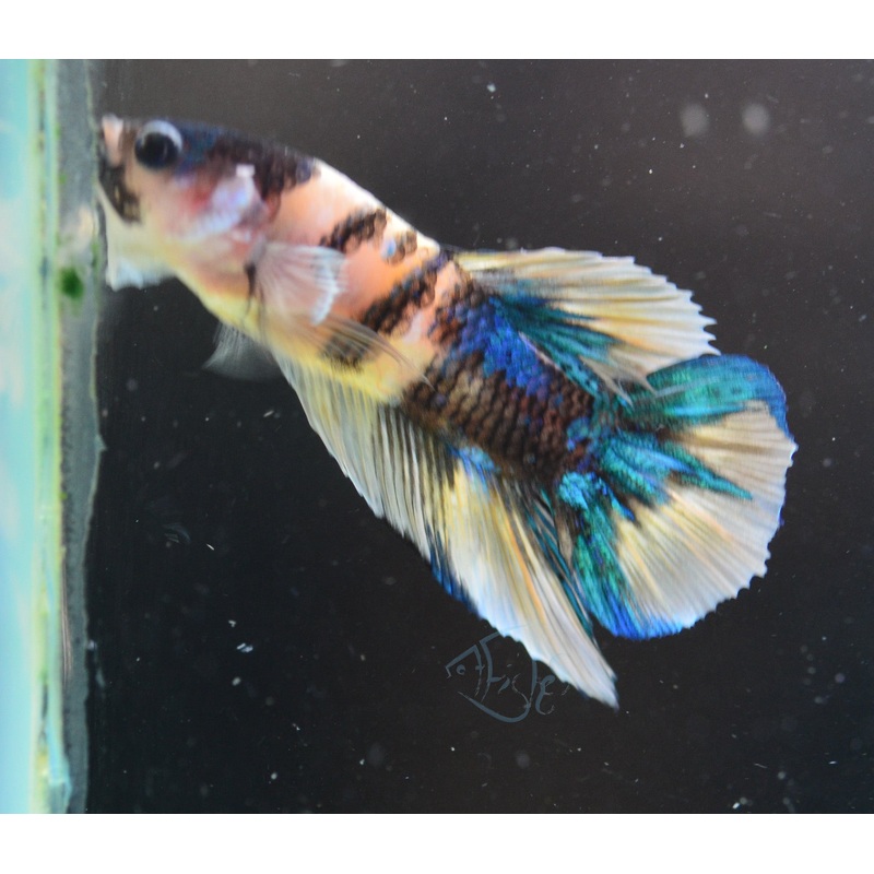 Yellow Koi Plakat Male