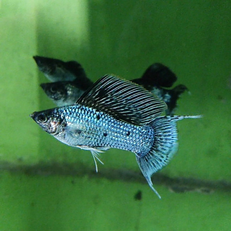 Assorted Lyretail Balloon Molly