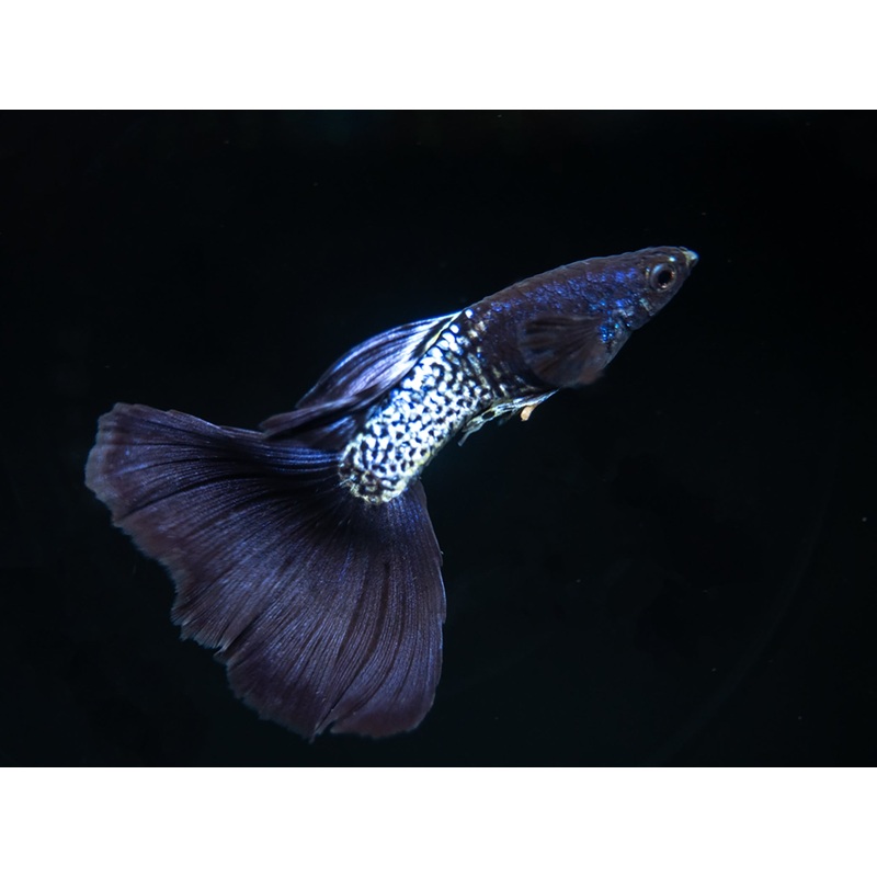 Black Metal Snakeskin Guppy (Poecilia reticulata), Locally-Bred