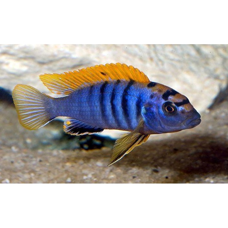 Labedochromis
