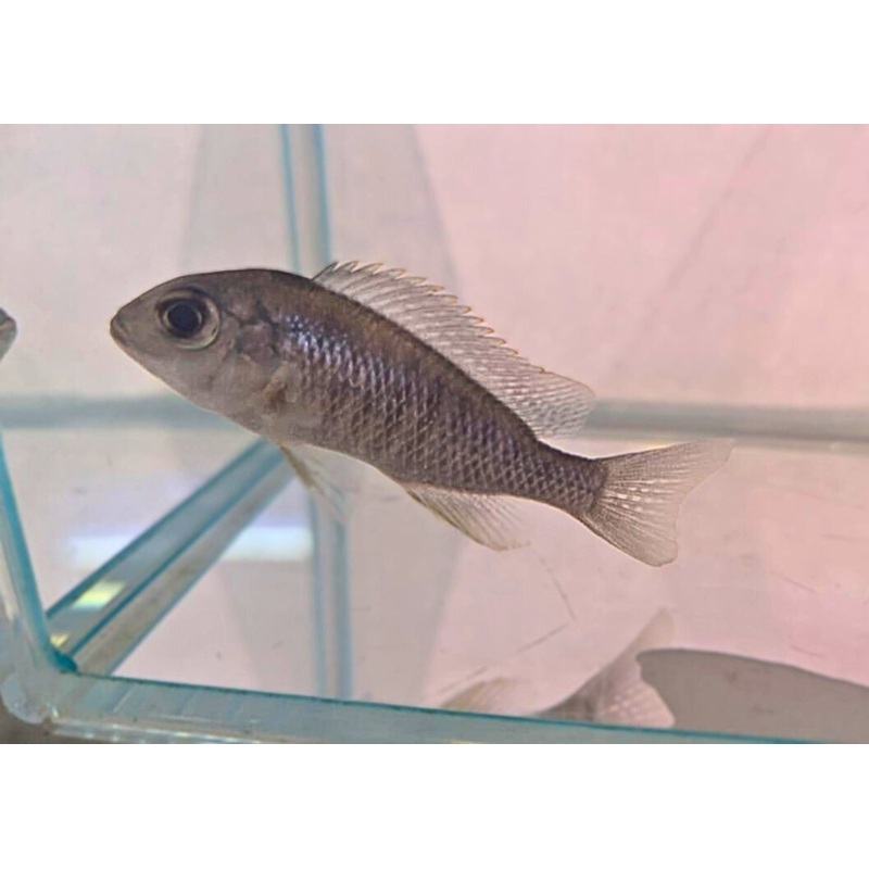 Lethrinops – Msabi Sp. Rainbow