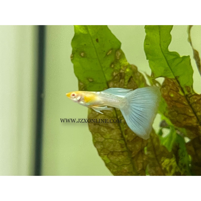 * Other Species *  Japan Blue Albino Guppy Pair