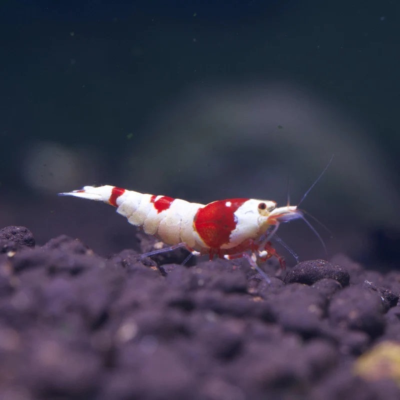 Pure Red Line Red Crystal Shrimp (PRL)