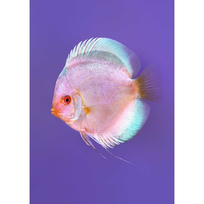 Stendker – Green Angel