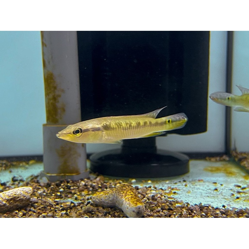 * Cichlid * Saxatilia sveni (Crenicichla sveni) 6-8cm