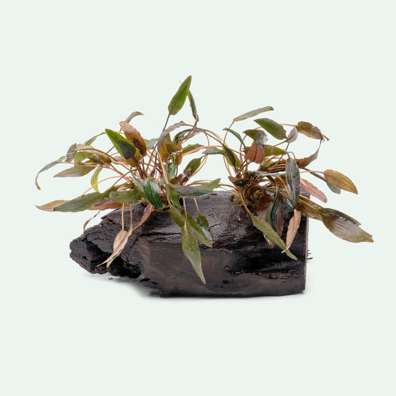 Cryptocoryne Mi Oya Driftwood