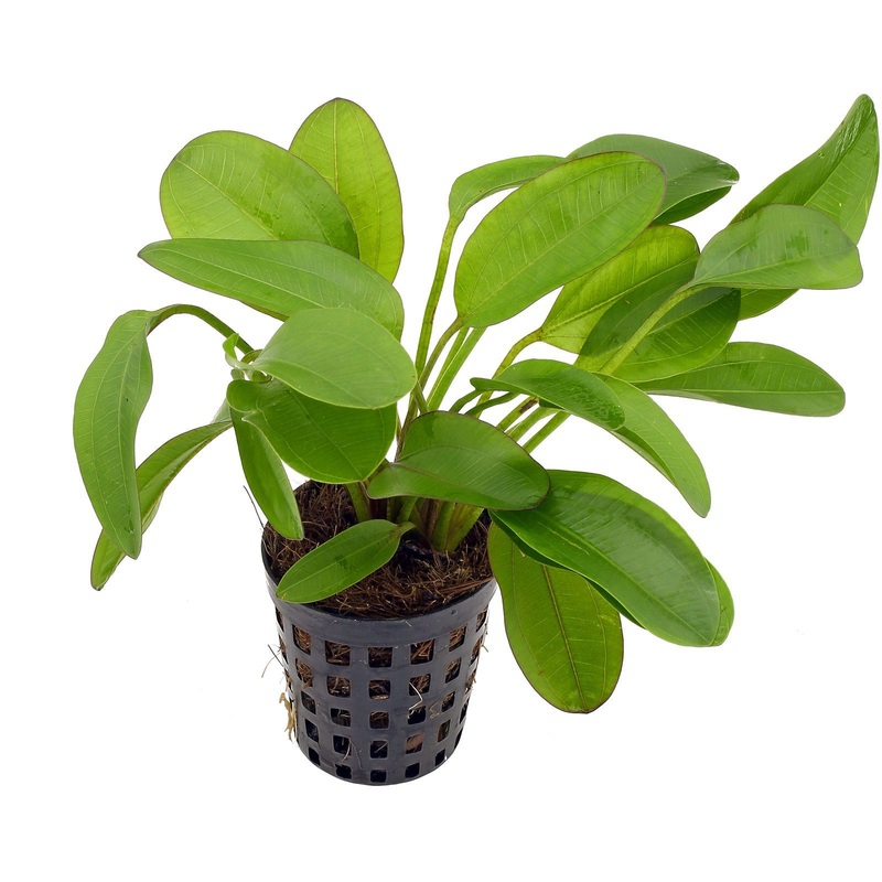 Dennerle Echinodorus ‘Small Bear’