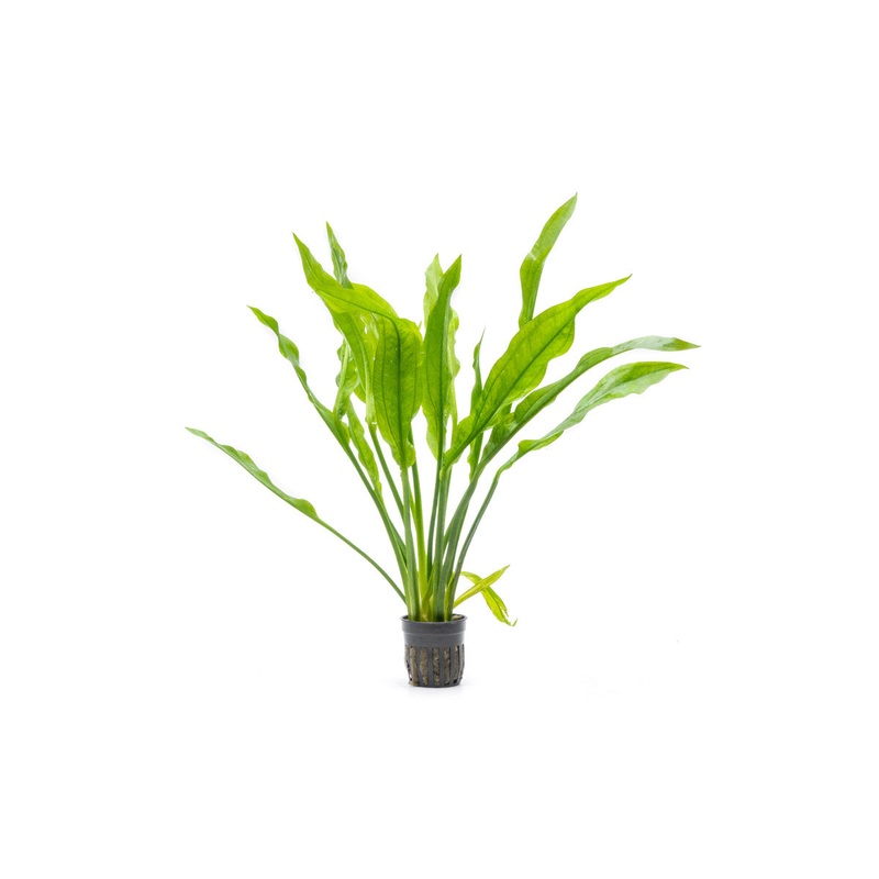Echinodorus Bleheri / Amazon Sword – Large