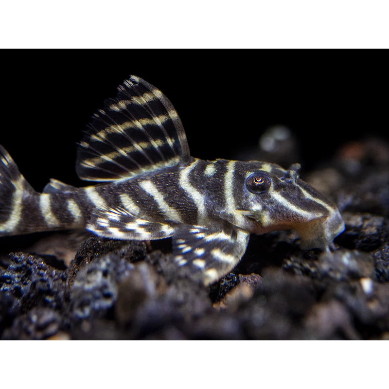 L340 Mega Clown Pleco 5cm