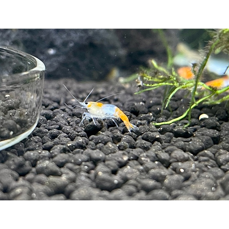 * Shrimps * Orange Rili Shrimps (10 pieces)