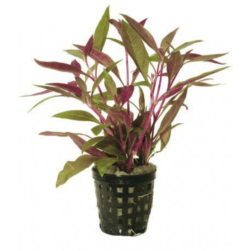 TCulture Alternanthera Reineckii (Pot)