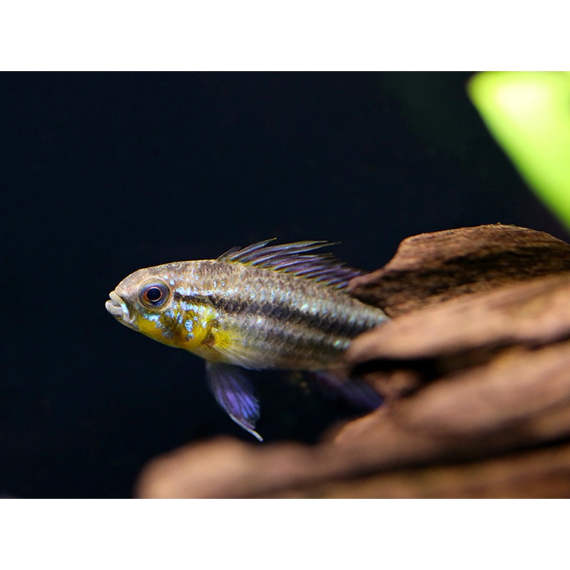 Two-Striped Dwarf Cichlid (Apistogramma bitaeniata)  Tank-Bred