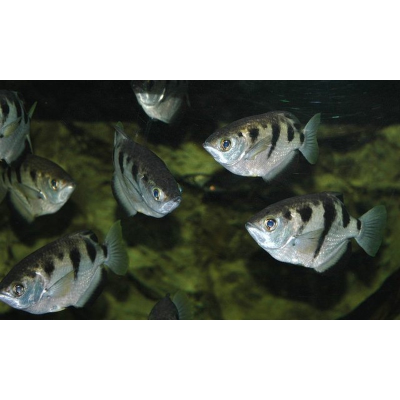 Banded Archerfish (Toxotes jaculatrix)