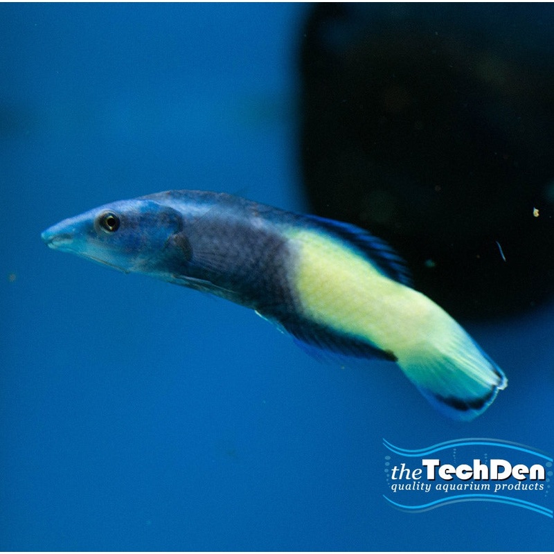 Bicolour Cleaner Wrasse – (No Online Purchases)