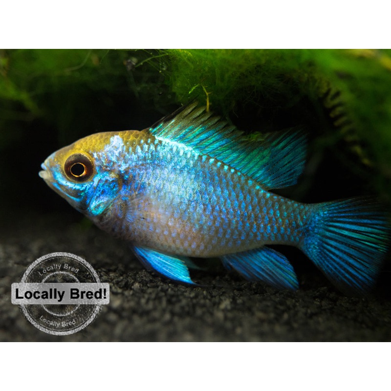 Electric Blue Ram Dwarf Cichlid (Mikrogeophagus ramirezi “Electric Blue”) –  LOCALLY BRED!!!