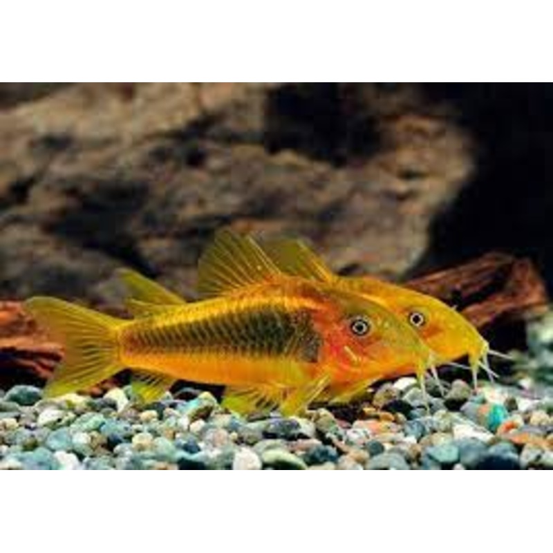 Gold Laser Cory Catfish